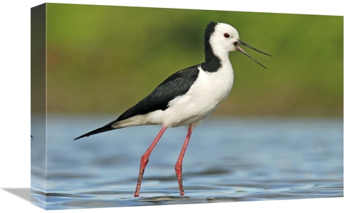 Global Gallery GCS-397468-1218-142 12 x 18 in. Black-Winged Stilt Call