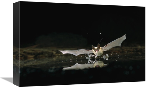 Global Gallery GCS-395723-1218-142 12 x 18 in. Western Long-Eared Myot