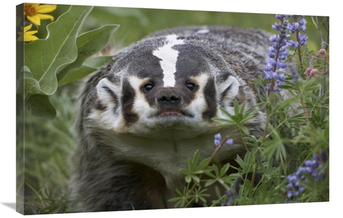 Global Gallery GCS-396166-2436-142 24 x 36 in. American Badger Amid Lu