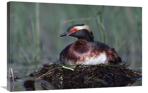 Global Gallery GCS-396730-2436-142 24 x 36 in. Horned Grebe Parent Inc