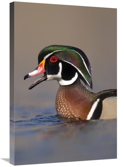 Global Gallery GCS-397371-2030-142 20 x 30 in. Wood Duck Male Calling&