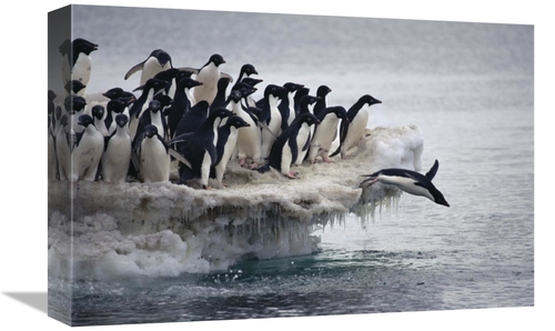 Global Gallery GCS-395645-1218-142 12 x 18 in. Adelie Penguin Leaping 