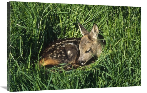 Global Gallery GCS-452281-2436-142 24 x 36 in. Western Roe Deer Fawn R