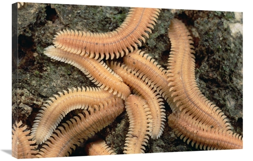 Global Gallery GCS-451017-2436-142 24 x 36 in. Millipede Brood, Ne