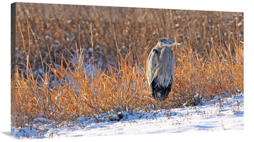 Global Gallery GCS-486418-40-142 40 in. Heron in Winter II Art Print -