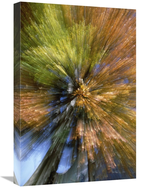 Global Gallery GCS-398471-1624-142 16 x 24 in. Autumn Foliage, Abs