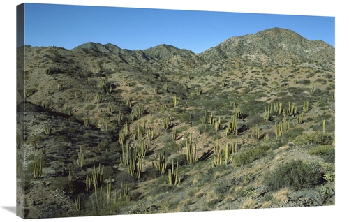 Global Gallery GCS-451706-2436-142 24 x 36 in. Cardon Cactus Forest&#4