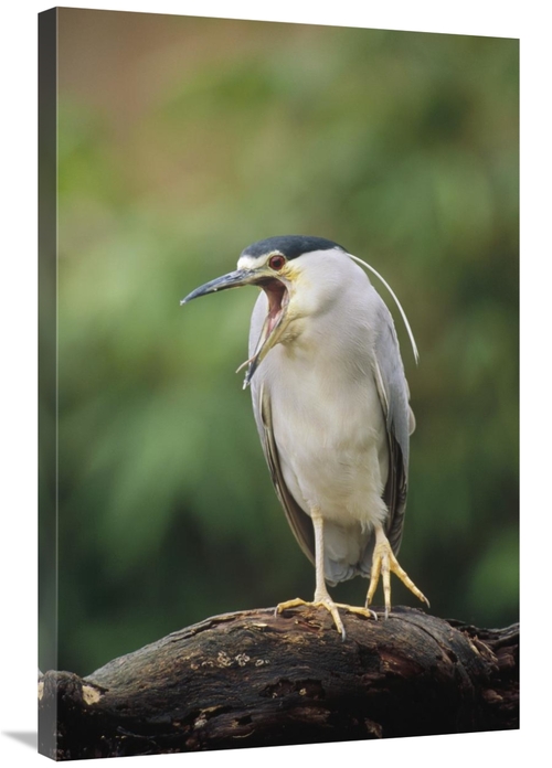 Global Gallery GCS-452408-2436-142 24 x 36 in. Black-Crowned Night Her