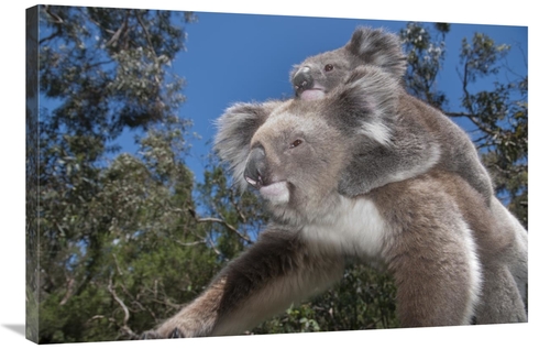 Global Gallery GCS-395632-2436-142 24 x 36 in. Koala Mother Carrying Y