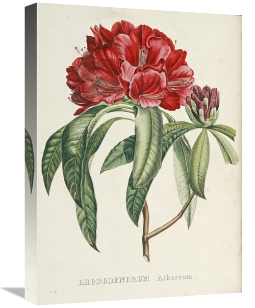 Global Gallery GCS-267099-22-142 22 in. Rhododendrum Arboreum Art Prin
