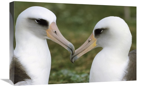 16 x 24 in. Laysan Albatross Pair Bonding, Midway Atoll, Hawai