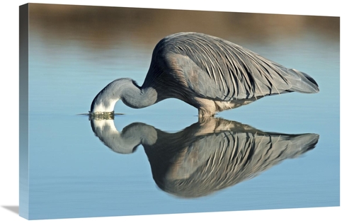 Global Gallery GCS-397471-2030-142 20 x 30 in. White-Faced Heron Strik