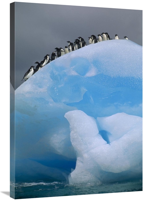 Global Gallery GCS-451413-2436-142 24 x 36 in. Adelie Penguin Group Re