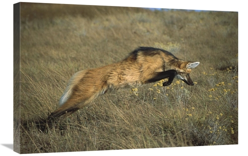 Global Gallery GCS-451655-2030-142 20 x 30 in. Maned Wolf Pouncing on 