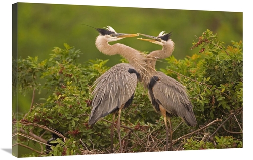 Global Gallery GCS-453344-2436-142 24 x 36 in. Great Blue Heron Pair I