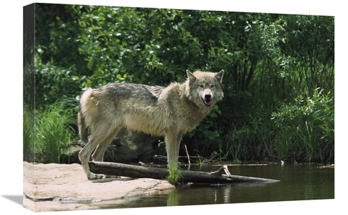 Global Gallery GCS-452556-1624-142 16 x 24 in. Timber Wolf on Riverban