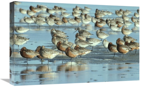 Global Gallery GCS-395577-1624-142 16 x 24 in. Black-Tailed Godwit Flo