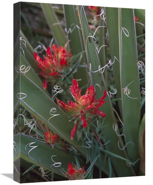 Global Gallery GCS-452072-1824-142 18 x 24 in. Paintbrush Growing Amon