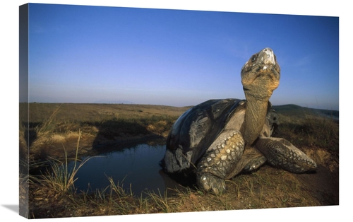 Global Gallery GCS-451386-2030-142 20 x 30 in. Galapagos Giant Tortois