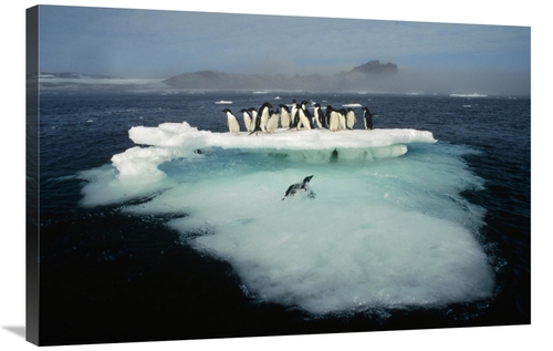 Global Gallery GCS-395655-2436-142 24 x 36 in. Adelie Penguin Crowding