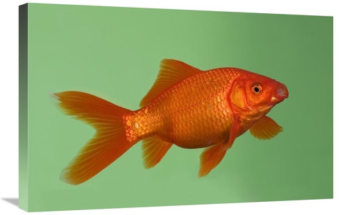 Global Gallery GCS-452576-2030-142 20 x 30 in. Goldfish in Aquarium Ar