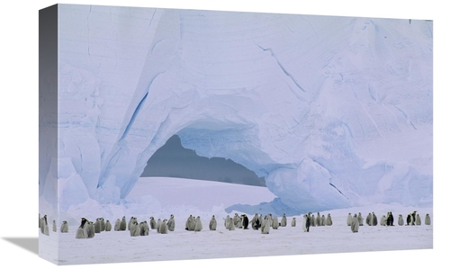 Global Gallery GCS-451180-1218-142 12 x 18 in. Emperor Penguin Large R