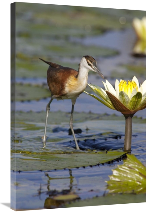 Global Gallery GCS-395505-2436-142 24 x 36 in. African Jacana Juvenile