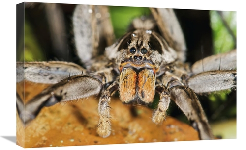 Global Gallery GCS-395547-1624-142 16 x 24 in. Wolf Spider, Mindo&