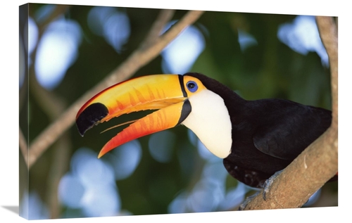 Global Gallery GCS-452529-2030-142 20 x 30 in. Toco Toucan Portrait&#4