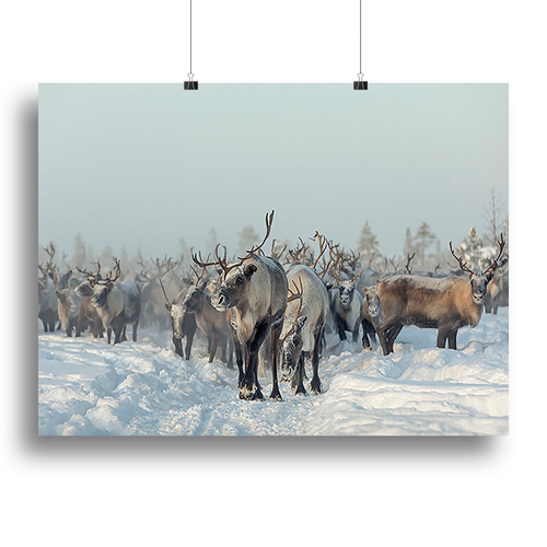 Reindeers Canvas Print or Poster