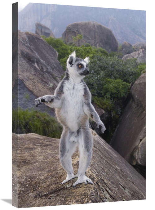 Global Gallery GCS-397957-2030-142 20 x 30 in. Ring-Tailed Lemur Male 