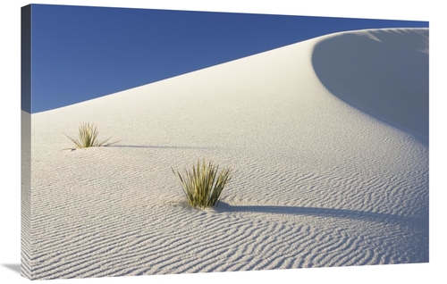 Global Gallery GCS-452614-2436-142 24 x 36 in. Yuccas in Gypsum Sand D