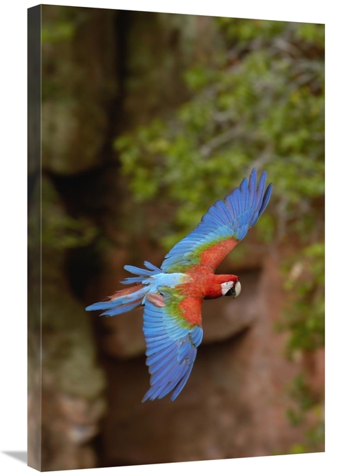 Global Gallery GCS-453221-2030-142 20 x 30 in. Red & Green Macaw Flyin