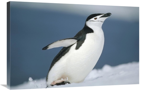 Global Gallery GCS-451288-2436-142 24 x 36 in. Chinstrap Penguin, 