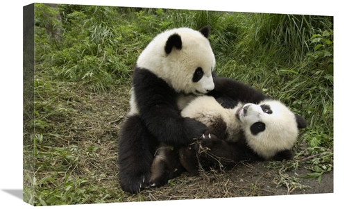 Global Gallery GCS-395889-1624-142 16 x 24 in. Giant Panda Cubs Playin