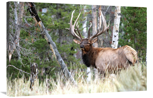 Global Gallery GCS-486537-40-142 40 in. In to the Woods Art Print - Vi