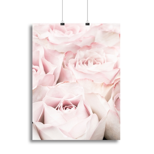 Pink Roses 05 Canvas Print or Poster
