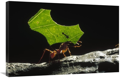 Global Gallery GCS-452425-2436-142 24 x 36 in. Leafcutter Ant Carrying