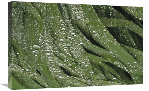 Global Gallery GCS-452885-2030-142 20 x 30 in. Water Droplets on Iris 