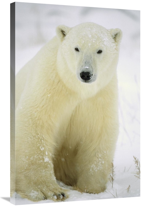 Global Gallery GCS-452508-2436-142 24 x 36 in. Polar Bear Adult Portra