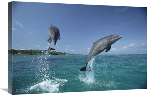 Global Gallery GCS-452357-2030-142 20 x 30 in. Bottlenose Dolphin Pair