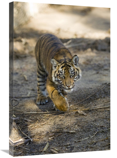 Global Gallery GCS-398136-2030-142 20 x 30 in. Tiger Cub, Native t