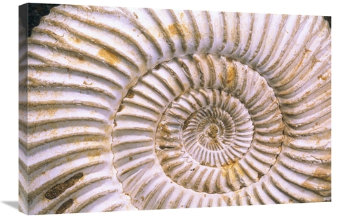 Global Gallery GCS-397896-2030-142 20 x 30 in. Fossil of Ammonite,