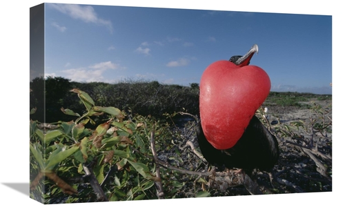 Global Gallery GCS-451510-1218-142 12 x 18 in. Great Frigatebird Male 