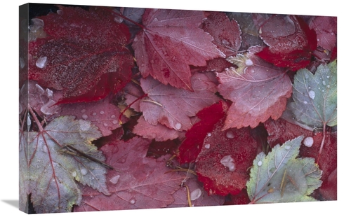 Global Gallery GCS-451966-2030-142 20 x 30 in. Japanese Maple Leaves w