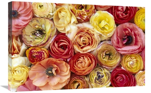 Global Gallery GCS-398294-2030-142 20 x 30 in. Buttercup Flowers, 