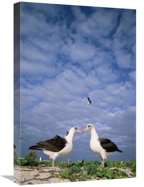 Global Gallery GCS-451554-1624-142 16 x 24 in. Laysan Albatross Pair C