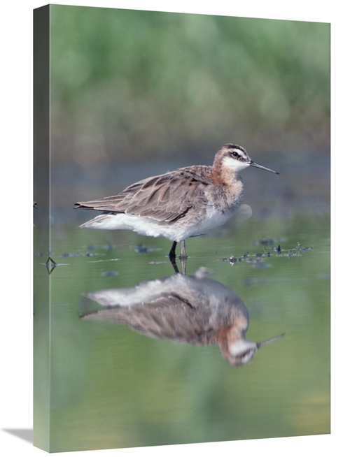 Global Gallery GCS-451972-1624-142 16 x 24 in. Wilsons Phalarope Adult