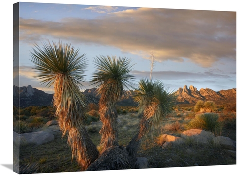 Global Gallery GCS-396402-2432-142 24 x 32 in. Yucca & Organ Mountains