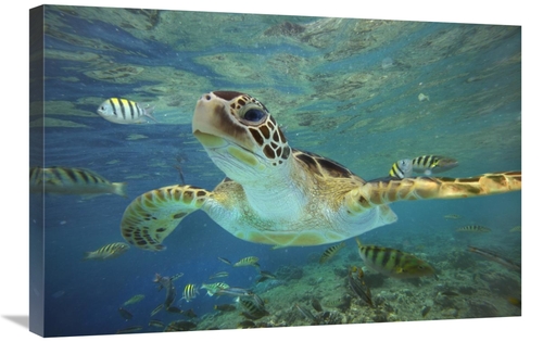 Global Gallery GCS-396254-2030-142 20 x 30 in. Green Sea Turtle, B